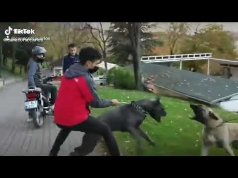 American Bandog🇺🇸 V/S Kangal🇹🇷 ||