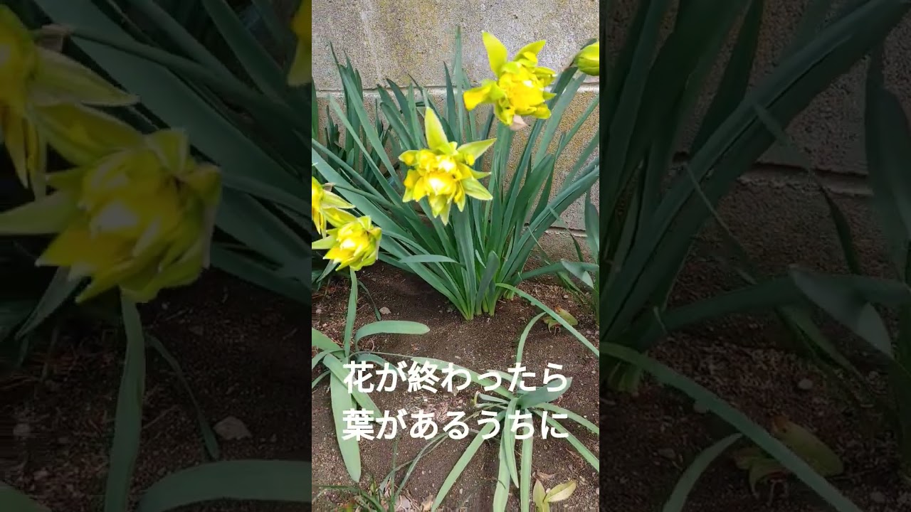 庭の水仙9品種目r8/4/5