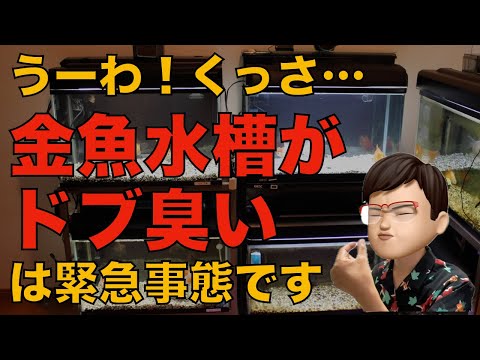 アサギハラキンギョについて詳しく解説