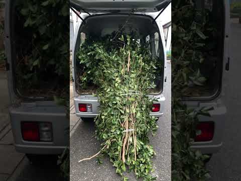  11月にはどんな挿し木をすればいいでしょうか？春のカラフルな庭のために切るすべての植物  庭園