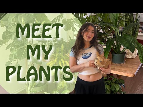 Meet My Plants - Aspen Green Plant Tour!