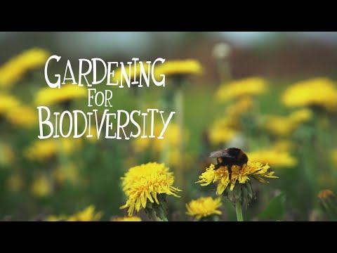 How to create a wildflower meadow. Gardening for Biodiversity series.
