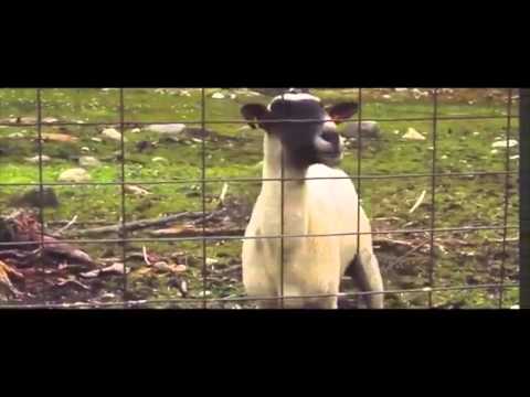 clip from LET IT GO.. goat version