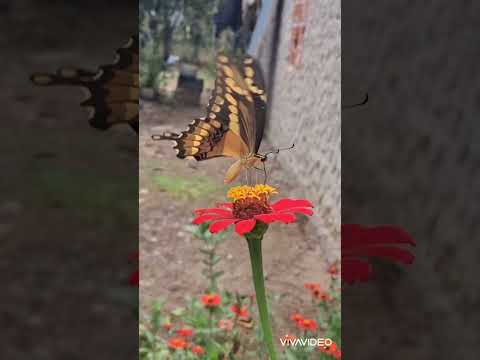 Mariposa Cometa (Papilio thoas), Luruaco Atlantico. Bosque seco tropical