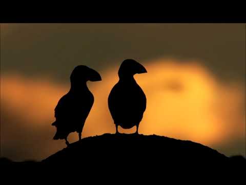 Donald Shaw & Patsy Reid - A Precious Place