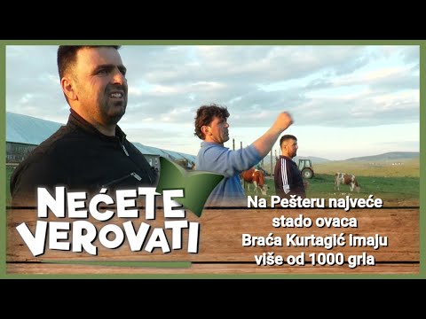NEĆETE VEROVATI - Na Pešteru najveće stado ovaca, braća Kurtagić imaju više od 1000 grla