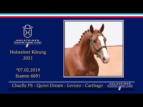 Holsteiner Körlot 2021 | Nr. 16 v. Chacfly PS - Quiwi Dream - Levisto - Carthago