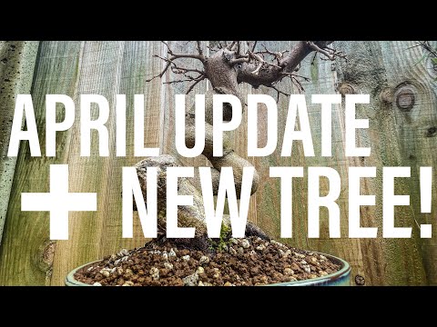 Bonsai Diary (EP10 - 4/4/2023) April Update + New Tree!