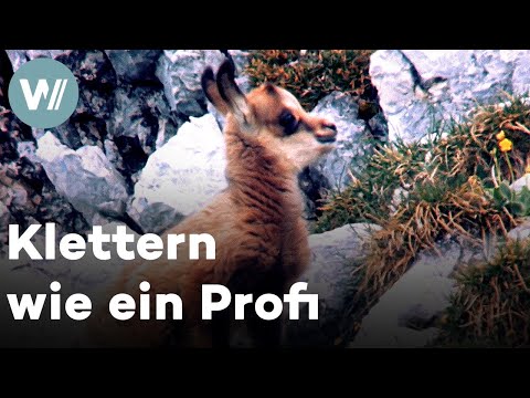 Gams-Kitze spielen im Schnee und klettern schon kurz nach der Geburt über Stock und Stein