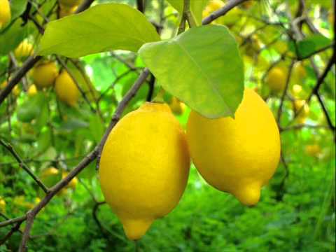 W.E.N.A x VNM - Cytryny (Omson remix)