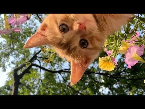 Deabdil - Spontan (tanpa) Uhuy! (1 Hour)