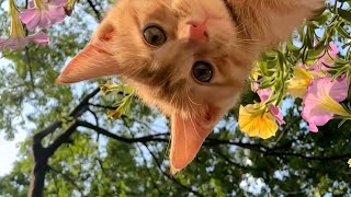 Download lagu Deabdil - Spontan (tanpa) Uhuy! (1 Hour) mp3