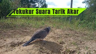 Download lagu Suara Tekukur Tarik Akar mp3