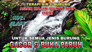 Download lagu Bird Water Therapy: Sings Frequently, All Bird Species Quickly and Open Their Beaks Naturally Forest mp3