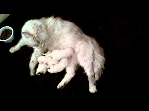 Newborn Siberian Forest Cats - Hypoallergenic