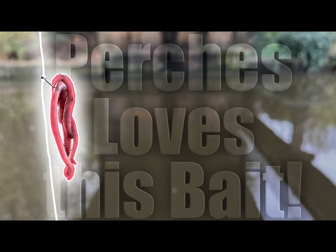 These Perches Love this Bait!