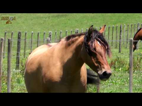 LOTE 20   IGUARIA DA VENDRAMIN