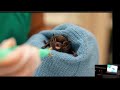 Bat Rehabilitation and Care at Toronto Wildlife Centre (Jessica Benavides) – OBN 2023
