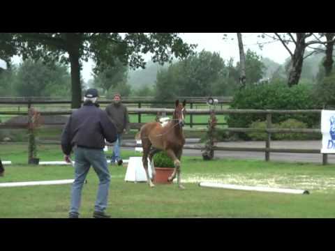Sudweyher Fohlenschau 2011 - Kat.-Nr. 33: Stutfohlen v. Brentano II - Carbid - Falkland