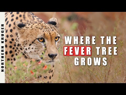 🌳 Photographing Wildlife in the Northern Kruger Park