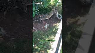 Download lagu Pertarungan buaya melawan ular piton ‼️ mp3 Download lagu Pertarungan buaya melawan ular piton ‼️ mp3