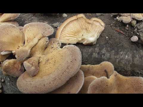 Panus strigosus, Lentinus strigosus is a species of fungus in the family Polyporaceae