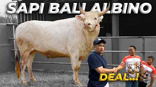 Download lagu GUE YAKIN KALIAN BARU PERTAMA KALI LIAT SAPI BULE ALBINO INI! #eps2 mp3 Download lagu GUE YAKIN KALIAN BARU PERTAMA KALI LIAT SAPI BULE ALBINO INI! #eps2 mp3