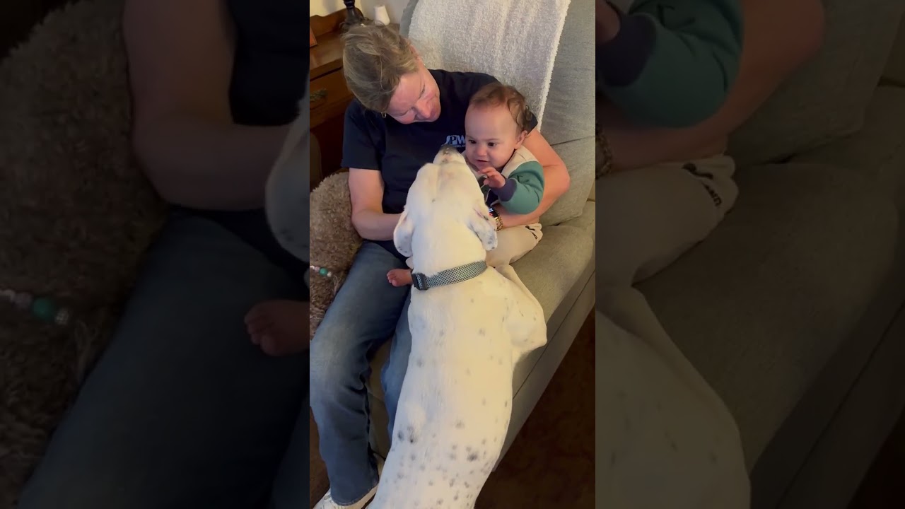 Enlarge Alfie , a ADOPTABLE mixed breed in Fishkill , NY video 3/6