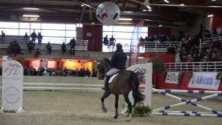 Querlybet Hero - Salon des Etalons de St-Lô