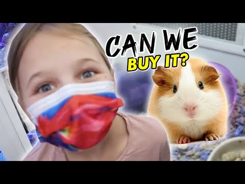 Shopping For A Guinea Pig For Perri | The LeRoys