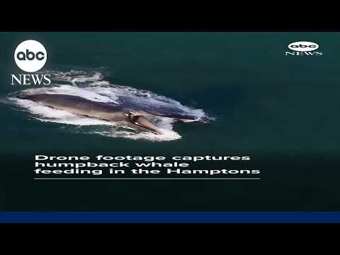 Drone footage shows humpback whale feeding in the Hamptons