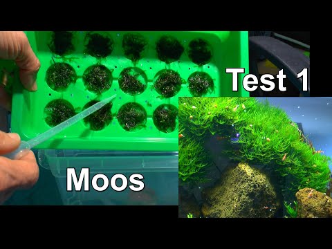 Moos mehr Moos Growing Moos Anzucht von Moosen der erste Test zur Vermehrung von Moosteppich