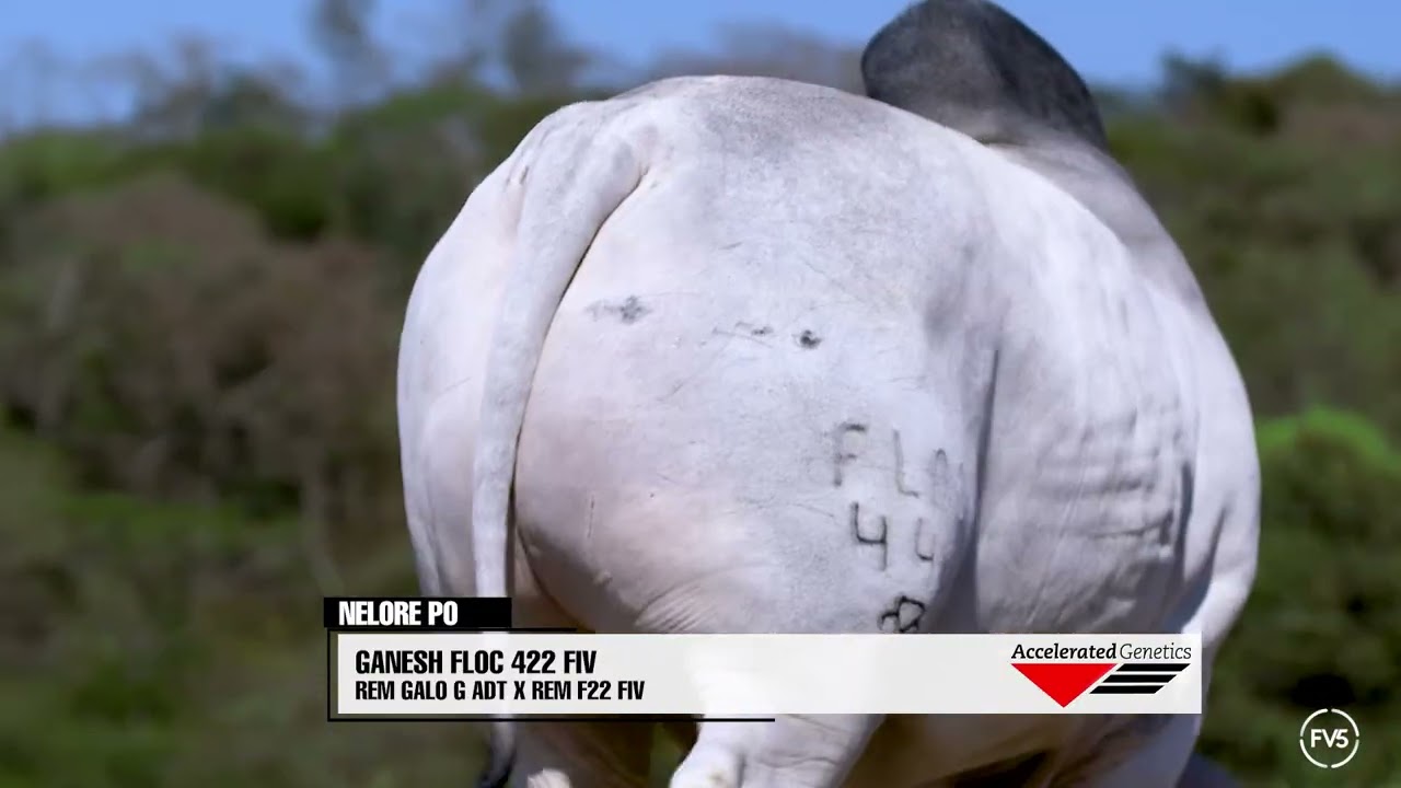 Vídeo GANESH FLOC 422 FIV