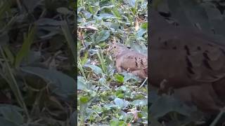 Dando um rolê no gramado: a fofura da linda Rolinha Roxa! #aves #pássaros