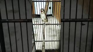 Download lagu Pentet Macan Gacor mp3