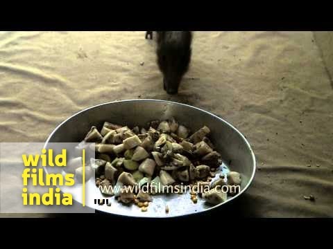 Little Pygmy hogs being conserved in Assam