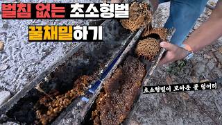 독침이 없어서 입으로 물어뜯는 초소형꿀벌 키우는 양봉장가서 꿀 채밀하기(feat.럭형님)
