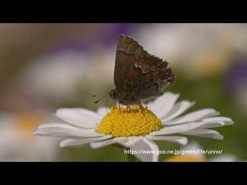 コツバメの飛翔　66倍スローモーション