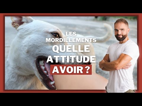 Comment apprendre a son chien à ne pas mordiller ?