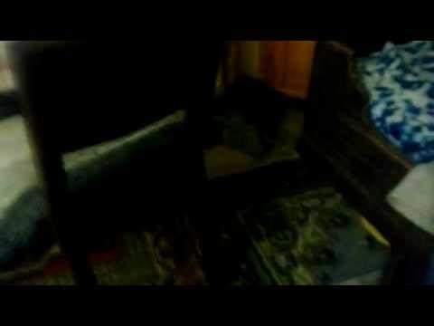 Submarin and Chanti cats, Irene and Mari friends