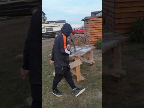 PRIMUL DRESAJ CU TORRO 2021.INCAPATANARE ESTE DE PARTEA LUI.