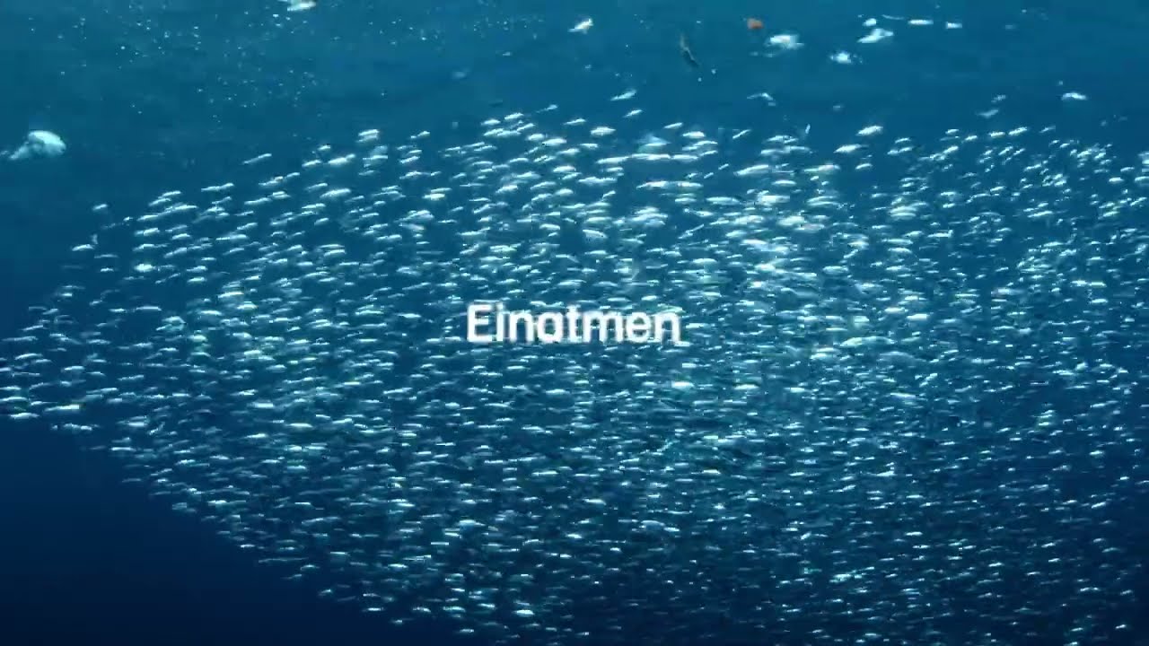 Nachhaltige Fischerei bedeutet: Fischbestände erhalten. Auswirkungen auf Lebensräume reduzieren 🪸