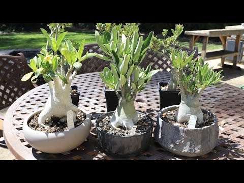 , title : 'Growing Adenium obesum vs arabicum - the Desert Rose - how to care for these wonderful plants.