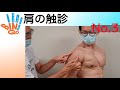 肩関節の触診 その3 大胸筋 三角筋