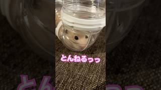 とんねるっ　#kawaii #ハムスター #follow #キンクマ #癒し #可愛い #pets #ペット #かわいい