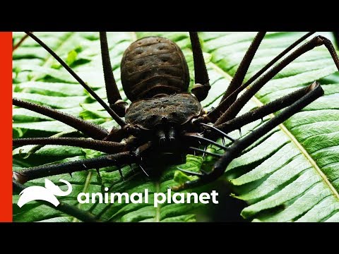 Fearsome-Looking Whip Spider Sheds Its Exoskeleton | Weird, True and Freaky
