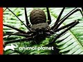 Fearsome Looking Whip Spider Sheds Its Exoskeleton Weird True And Freaky