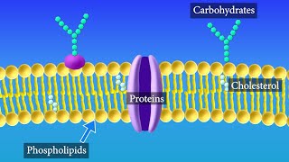 Cell Membrane Structure and Function