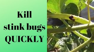 How to kill stink bugs without them stinking