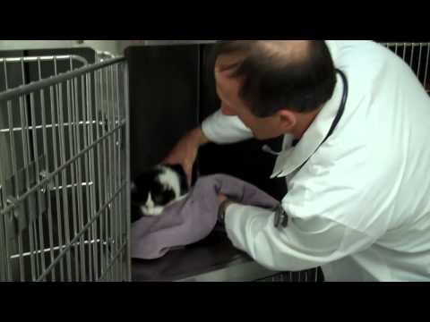 Dr.Matt Belman’s Cat and Dog Patients on Busy Day at Pet Stop Vet Clinic